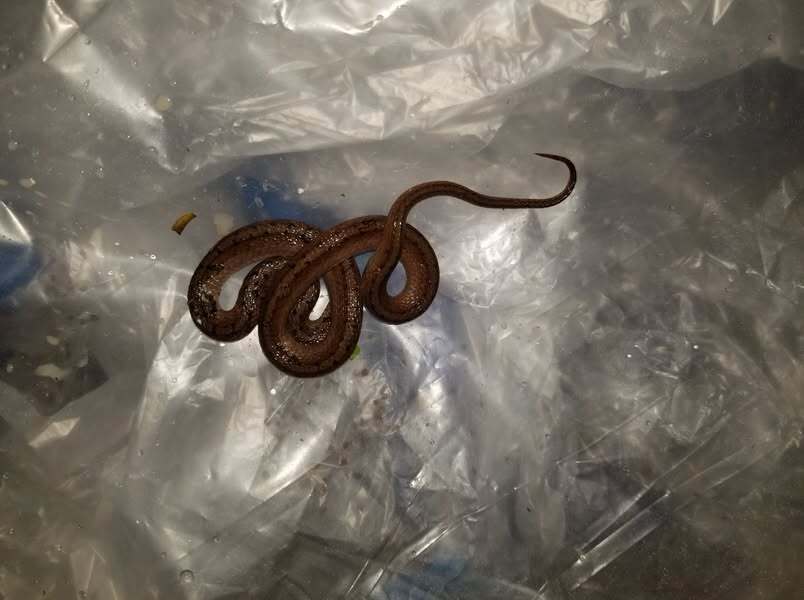 Found this little guy right outside my back door. Wanting to limit any risk to my family, I called…